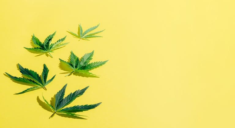 Cannabis marijuana cannabis leaves yellow blank background