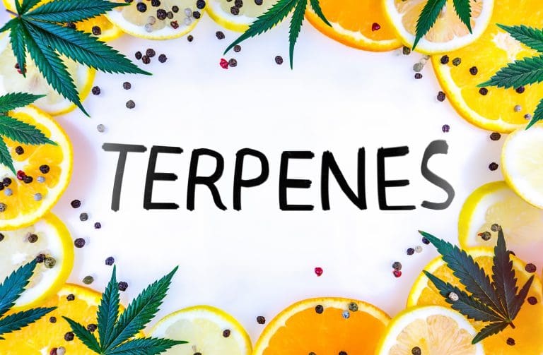 cannabis-terpene-concept-with-leafs-lemons-orange-2023-11-27-05-11-07-utc